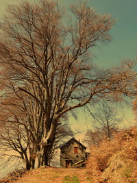 Low angle view of bare tree against sky