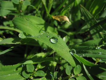 Close-up of wet plant leaves