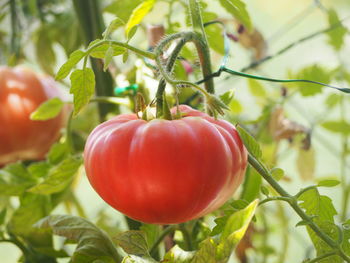 Close-up of red tomatoes growing on plant