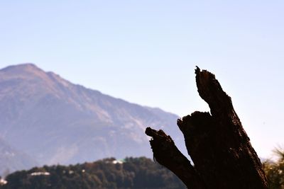 Low angle view of trees against clear sky