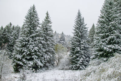 Snow covered pine trees in forest against sky