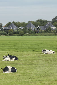 Cows on landscape against clear sky