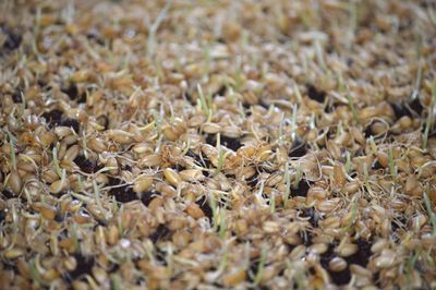 High angle view of crab on plants