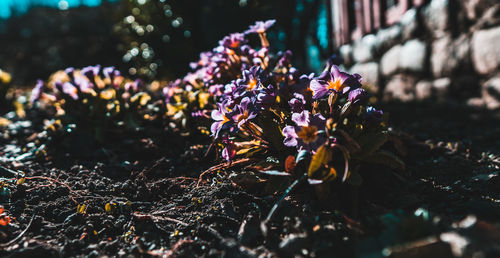 Close-up of purple flowering plant on field