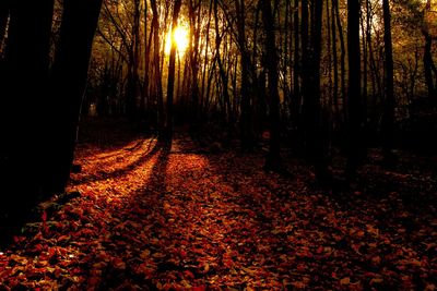 Sun shining through trees in forest