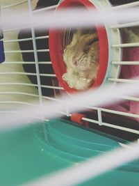 Close-up of cat in cage