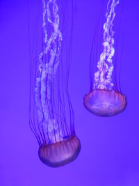Jellyfish swimming in purple 