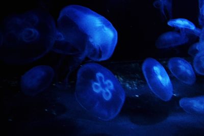 Close-up of jellyfish in aquarium