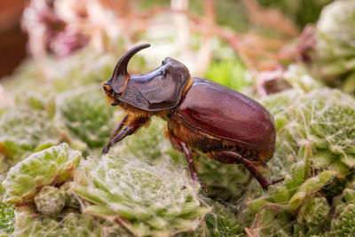 European rhinoceros beetle - oryctes nasicornis