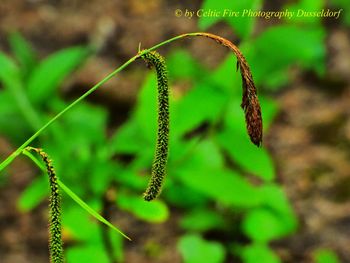 Close-up of lizard on plant