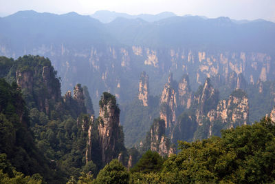 High angle view of trees in forest