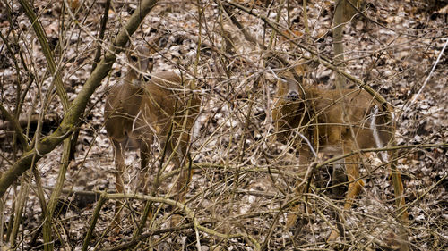 Full frame shot of a tree