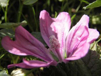 Close-up of pink flower blooming outdoors