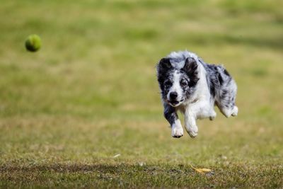 Portrait of dog running on field