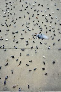 High angle view of birds on sand