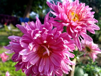 Close-up of pink flowers