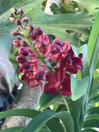 Close-up of flowers blooming outdoors