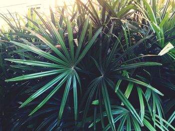 Full frame shot of plants