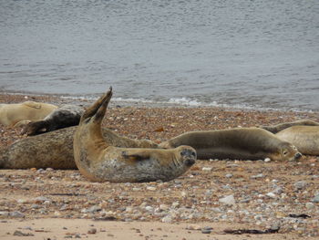 View of an animal on beach