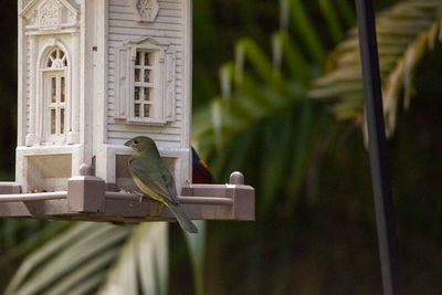 Female painted bunting passerina ciris bird on a bird feeder in naples, florida.