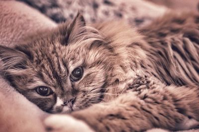 Close-up portrait of kitten lying on bed