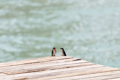 Birds perching on pier against lake