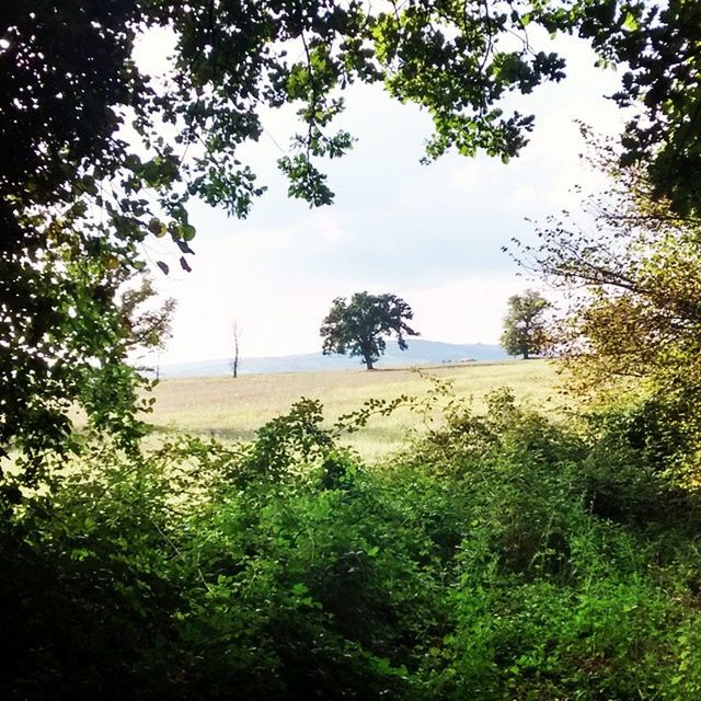 tree, tranquil scene, tranquility, water, sea, scenics, horizon over water, sky, beauty in nature, nature, growth, branch, idyllic, beach, plant, landscape, non-urban scene, remote, green color, calm