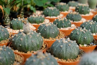 Close-up of succulent plant