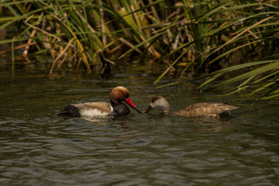 Ducks swimming in a lake