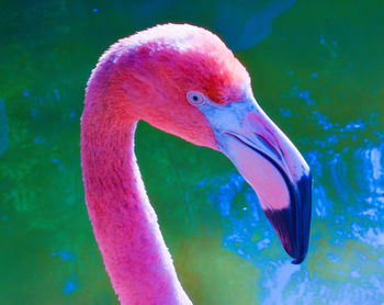 Close-up of a bird in water