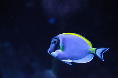 Close-up of fish swimming in aquarium