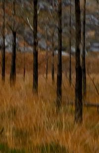 Trees on grassy field