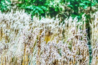 Close-up of plants growing on field