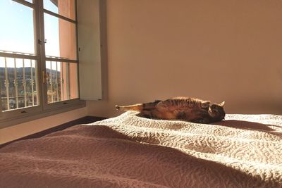 Cat taking a nap on a bed