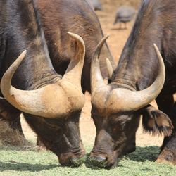 View of horse on field