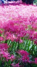 Close-up of pink flowers