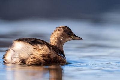 Close-up of duck swimming in lake