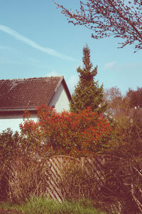 Low angle view of trees against sky