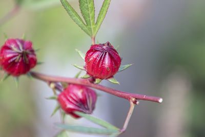 Close-up of red flowering plant