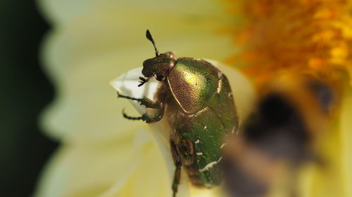 Close-up of insect on flower