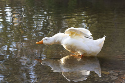 View of duck in lake