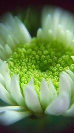 Close-up of white flowers