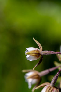 Close-up of white flowering plant