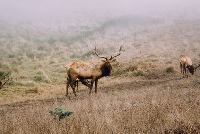 Horses on field