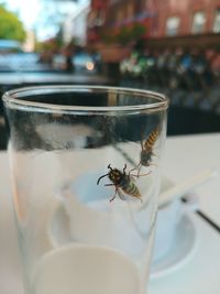 Close-up of insect on glass table