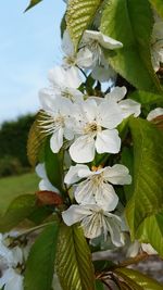 Close-up of white flowers