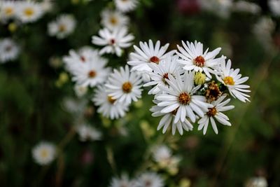 Close-up of white daisy flowers