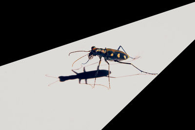 Close-up of insect against black background