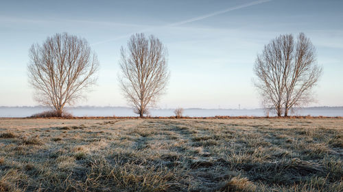 Bare trees on grassy field against sky during winter