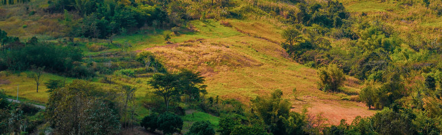 Scenic view of forest during autumn
